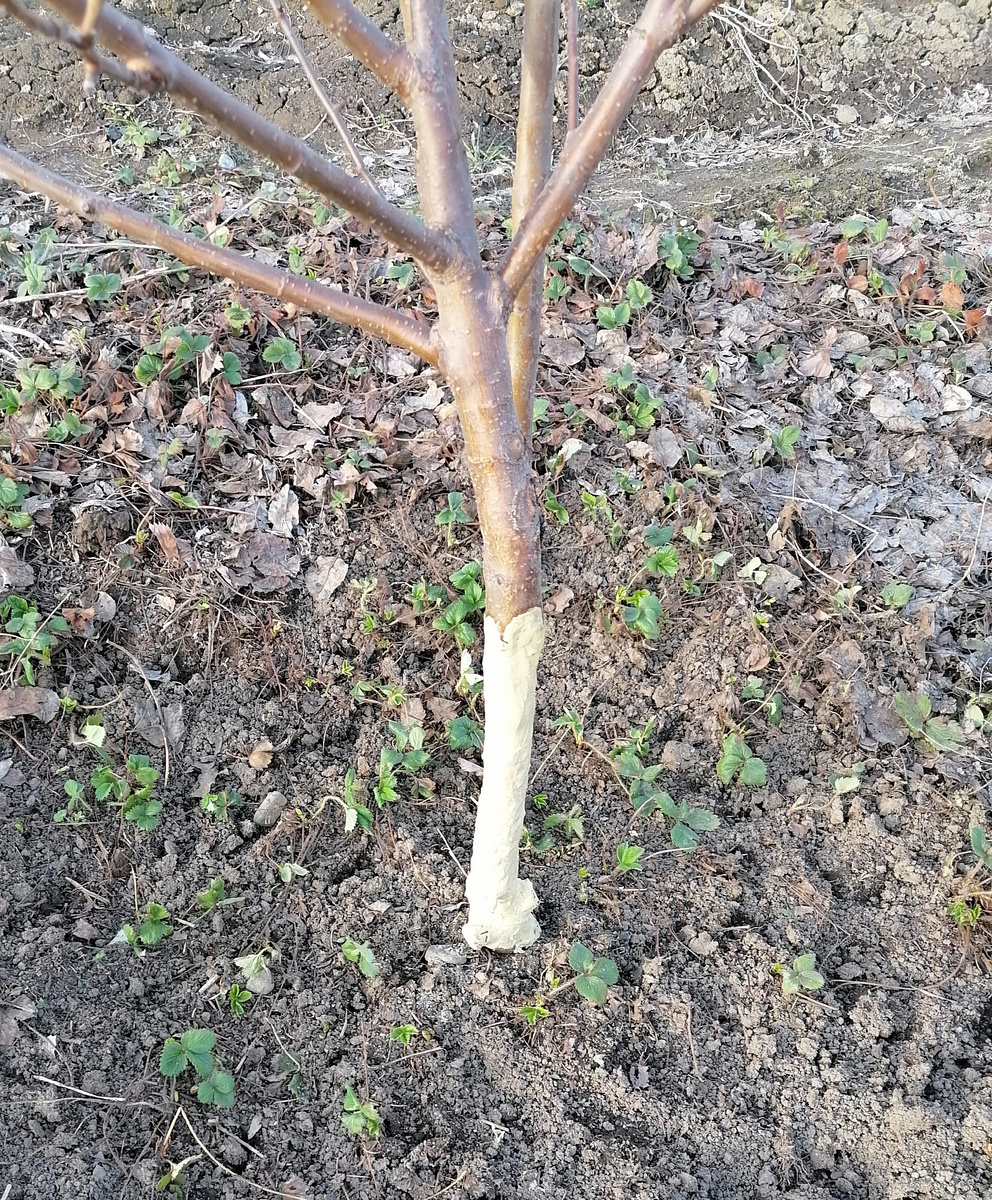 Одна из моих пострадавших яблонь. Варом замазала, не знаю, поможет ли.