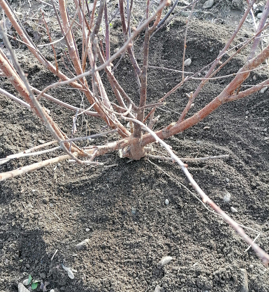 Вишня, ещё в этом году не обрезала. Изумляет её способность моментально разрастаться во все стороны.