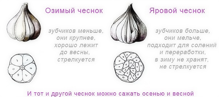 Яндекс. Картинки