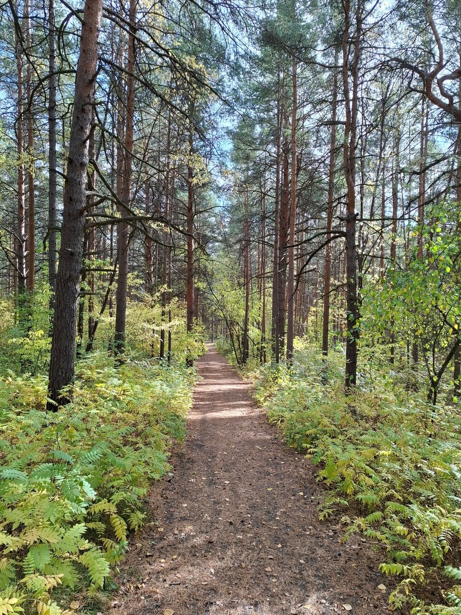 На склонах Уктуса можно погулять после пикника, окунувшись в атмосферу лесного уединения в шаговой доступности от города. Фото: Ангелина Суздалева / Яндекс Карты
