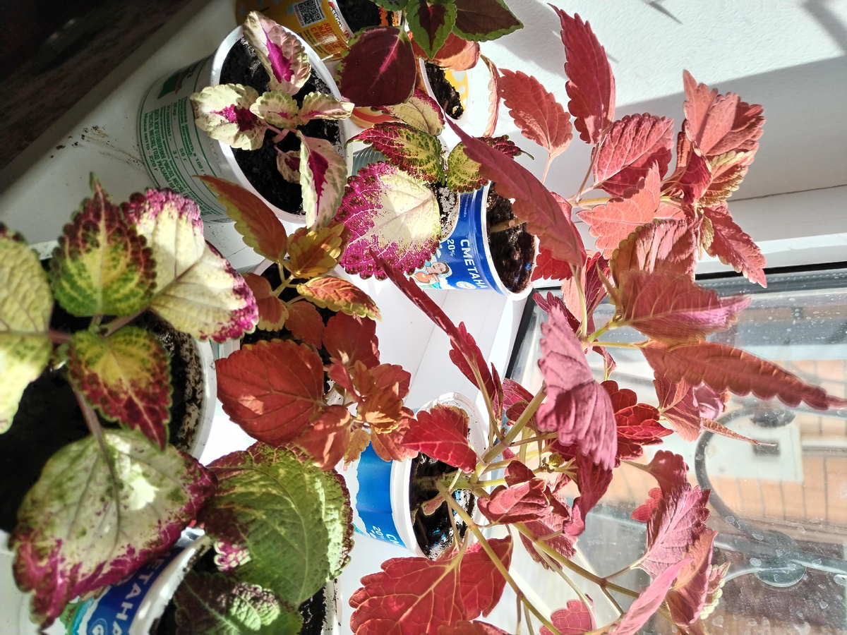 Сажайте колеусы, украшайте сад!!                              Всем доброго времени суток.  Я уже несколько лет украшаю свои полисадники и двор колеусами и хочу немного о них рассказать!                                                                     Колеусс - это яркие краски для вашего сада и дома!  Это один из самых ярких обитателей клумб и подоконников. Существует огромное количество сортов и все они отличаются формой, размером листьев и их раскраской!  Есть колеусы низкорослые, и есть которые достигают 1 метр в высоту, например Аватар. Все они по разному реагируют на освещение и от этого зависит их окрас. Один и тот же сорт колеуса  может раскрыть свою цветовую гамму по разному. Все зависит от освещения и почвы.  Самое лучшее для них место под деревьями и под кустарниками. Их можно выращивать в кашпо, миксбордерах, на клумбах, они хорошо сочетаются с другими растениями!!  Колеусс не прихотливый в уходе. Но это не значит, что посадил и забыл!  Он предпочитает влажную, хорошо дренированеую почву и рассеяное освещение.  Что бы сохранить декоративный вид, необходимо постоянно пришипывать верхушки и боковые побеги!  Колеус лучше всего размножать вегетативным способом (черенками) нежели семенами. Семенами  размножать дольше. Черенок в воде даёт корни через 7 - 10 дней, так же можно черенок сразу укоренять в грунте с перлитом, можно просто в грунте. Сохранить до весны можно на подоконнике, для это не обязательно заносить с улицы огромное растение, достаточно укоренить черенок и поставить на подоконник. Дополнительное освещение в зимний период не требуется!   Кто ещё не пробовал украшать свой сад и двор колеусами -  обязательно пробуйте.  Спасибо всем за то, что вы со мной, за то что читаете мои статьи  и смотрите мой канал! С уважением!!! 