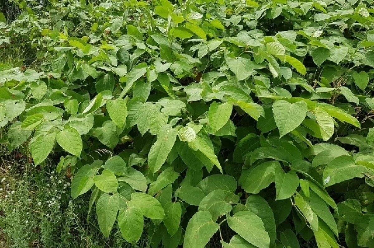    Богемская рейнутрия.