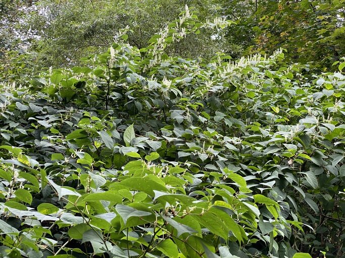    Растение может заполонить дачные участки хуже, чем борщевик. Фото: istockphoto.com/ Jozef Gruszczyk