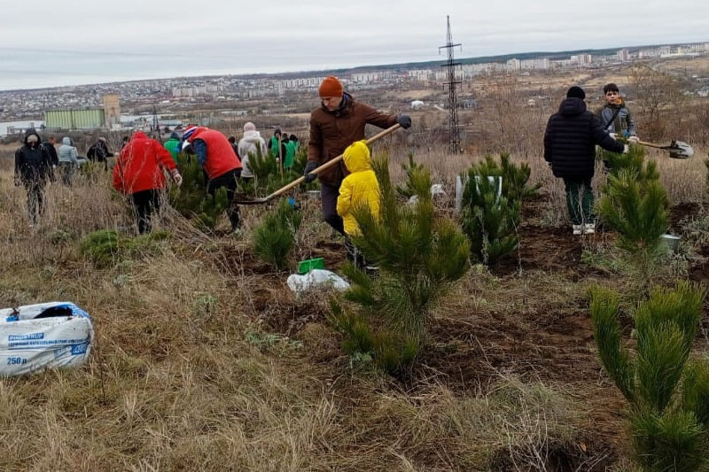    На посадке сосен (фото Петра Баранова)