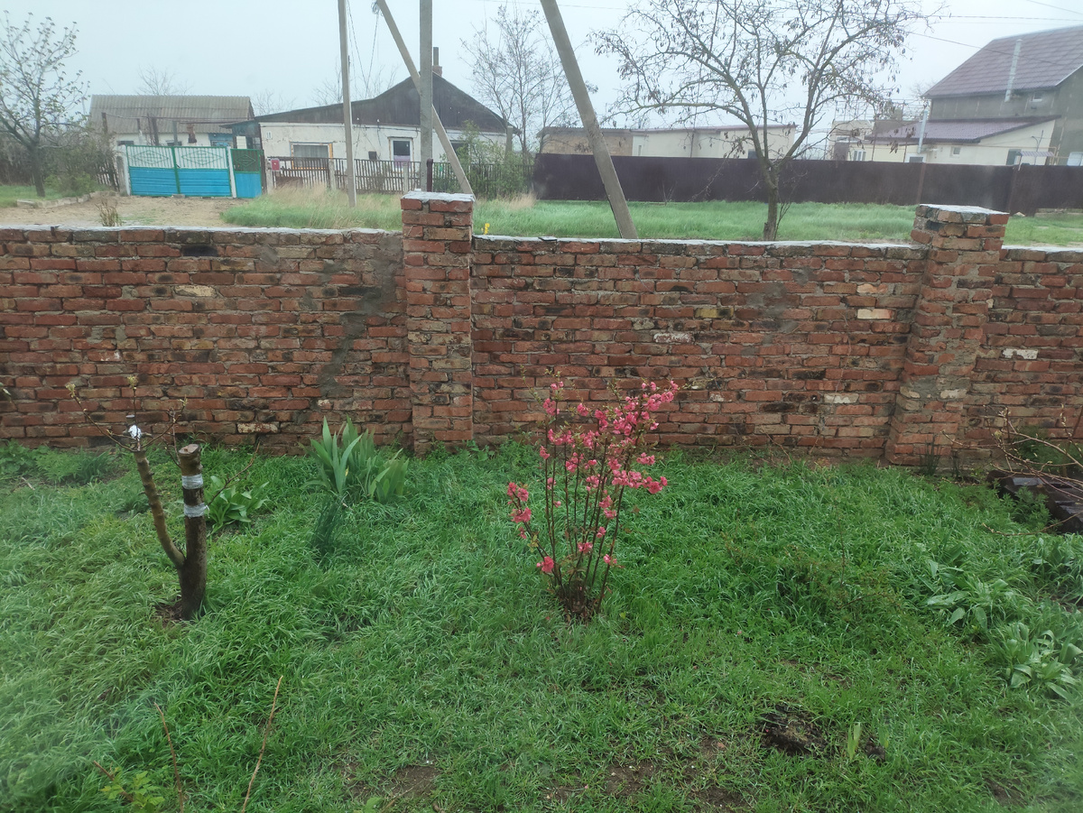 Так ярко сияет айва на зеленом фоне