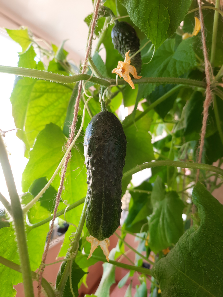 огурцов на балконе рассада дома что вырастить на окне как вырастить на рассаду огород на балконе