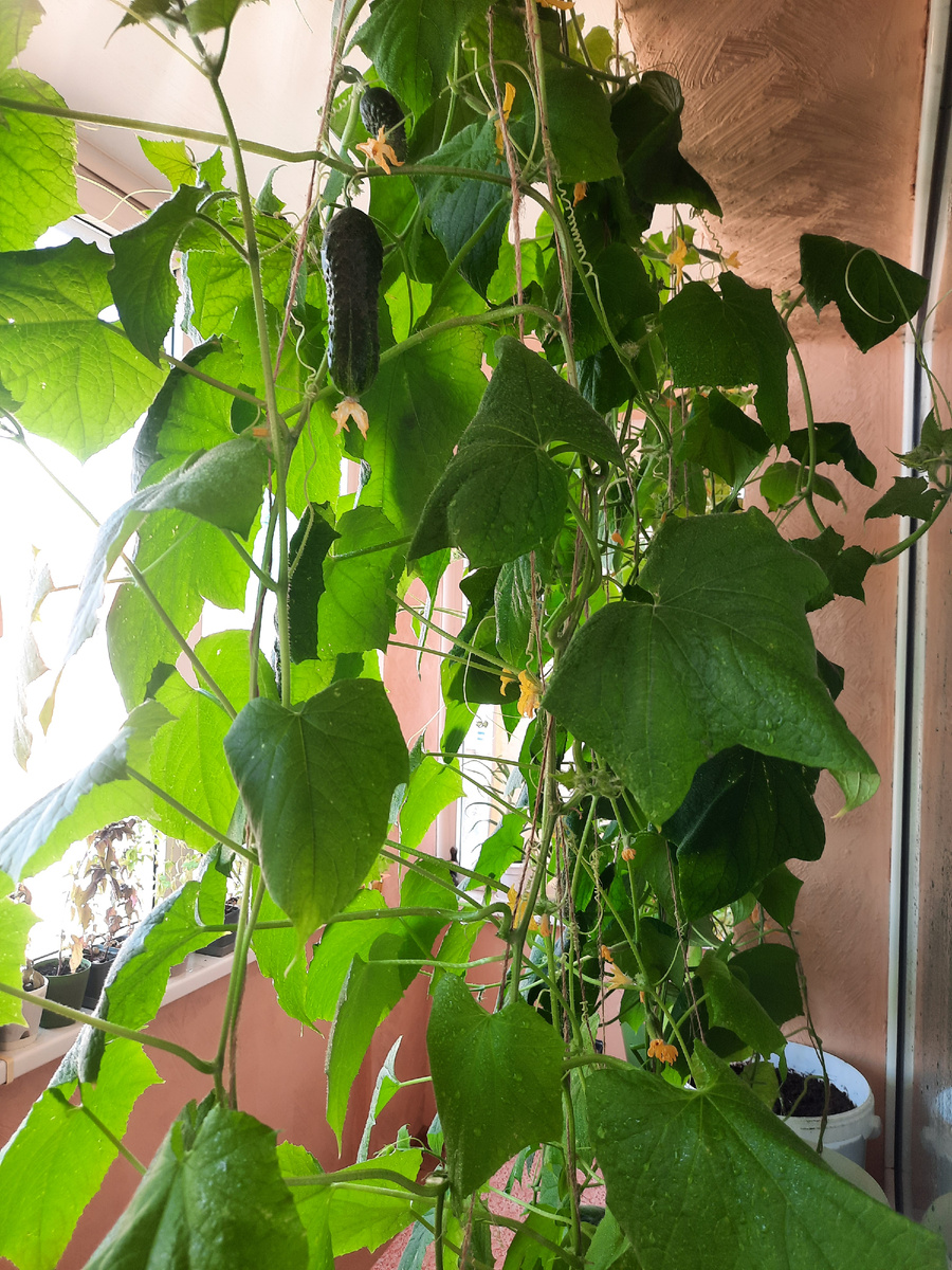 огурцов на балконе рассада дома что вырастить на окне как вырастить на рассаду огород на балконе