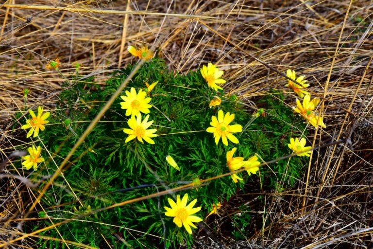    Цвет настроения желтый. Оренбургский заповедник делится свежими фотографиями первоцветов Андрей Севостьянов