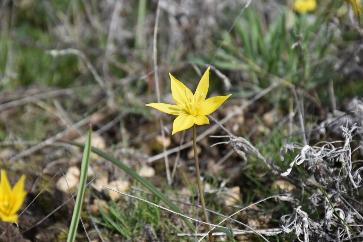  📷    Цвет настроения желтый. Оренбургский заповедник делится свежими фотографиями первоцветов Андрей Севостьянов