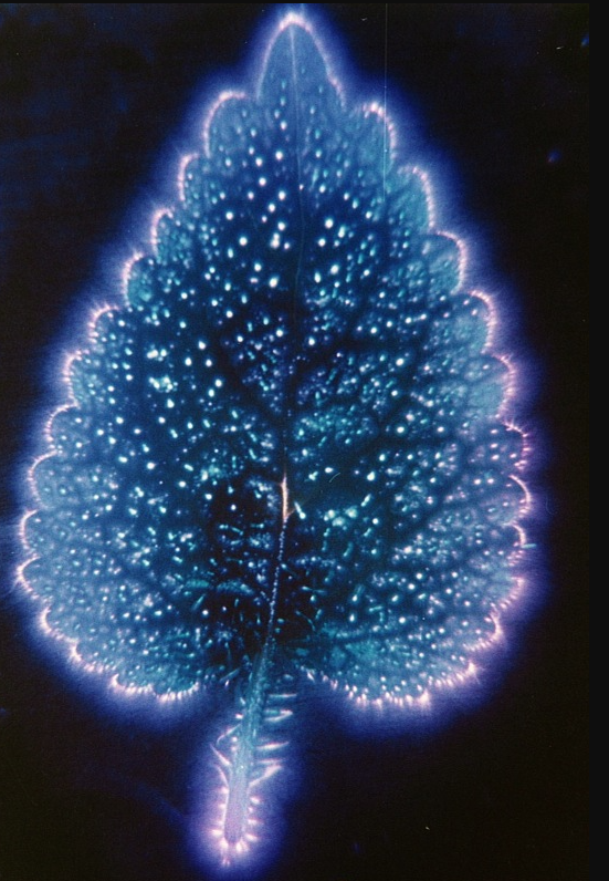 Энергетическая аура растения. (Фото: sharpthinkingblog.wordpress.com).