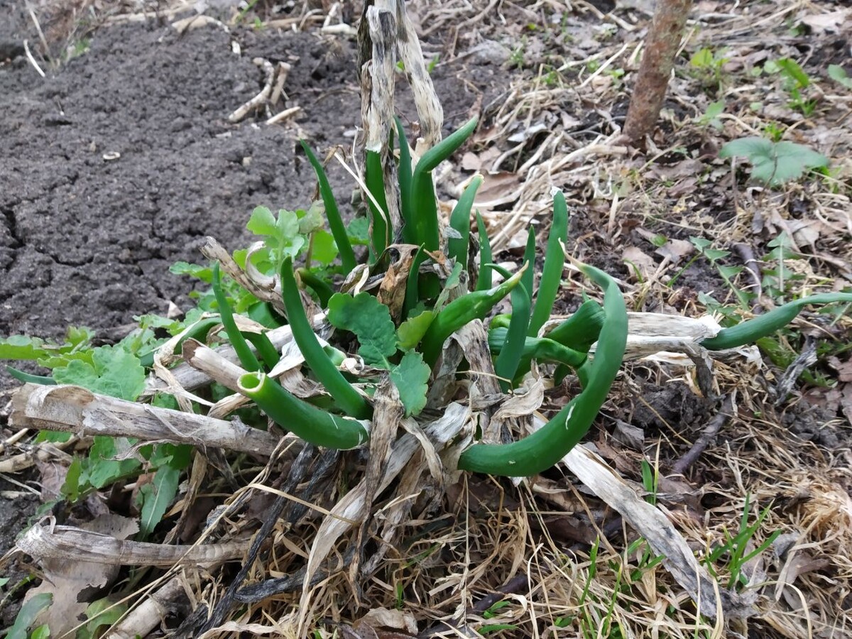 На ещё непрочищенной земле уже топырится лучок