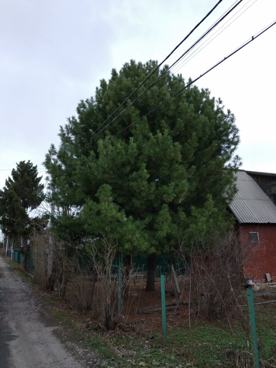 Аллея образца 11.04.2025