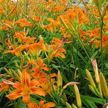 Лилейник рыжий, у нас  растёт как трава 