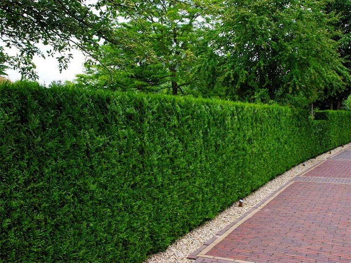 В мечтах это! Отличный фон и защита для прочих растений в саду. Фото из интернета.