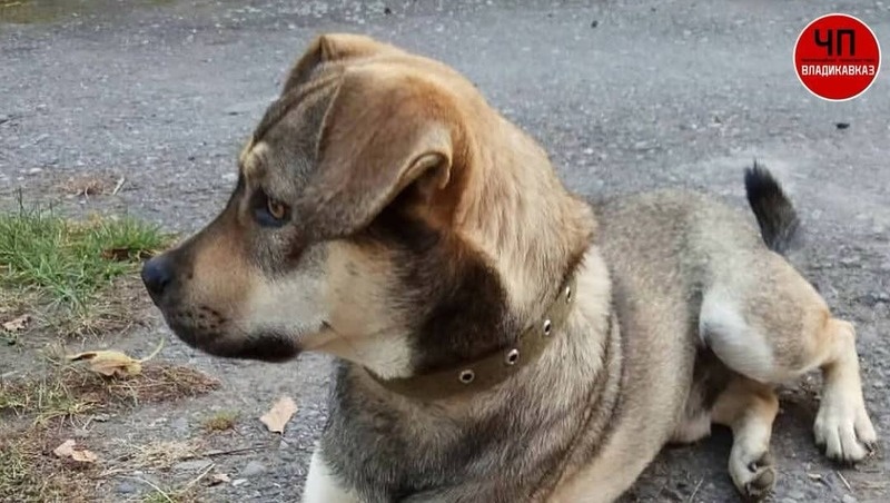      Фото: «ЧП Владикавказ»