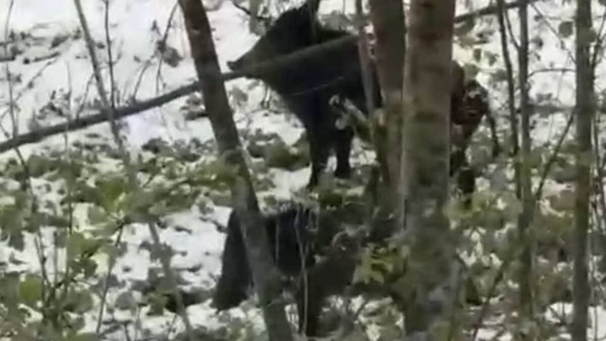    Фото: t.me/apsmiru