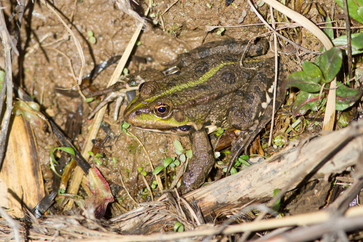 Самец озёрной лягушки (Pelophylax ridibundus) в Мытищах. 03.04.2025.