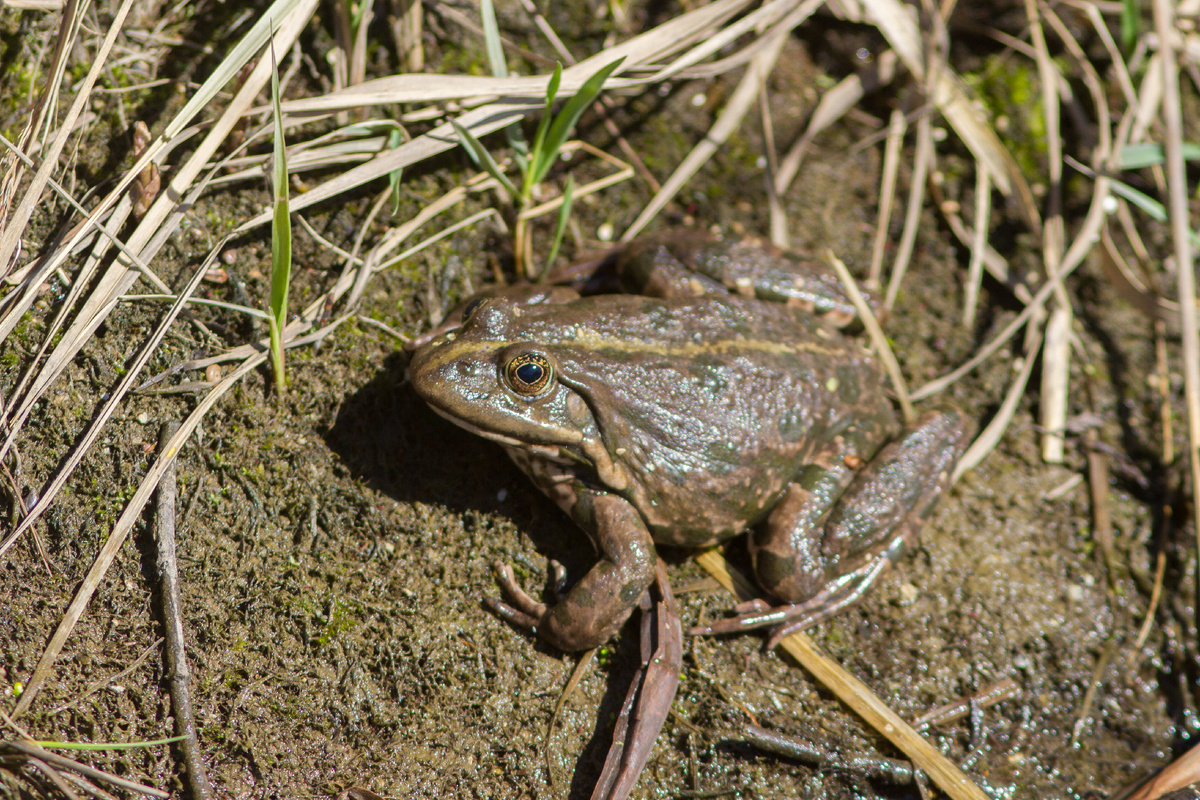 Очень крупная особь озёрной лягушки (Pelophylax ridibundus). Мытищи, 03.04.2025.