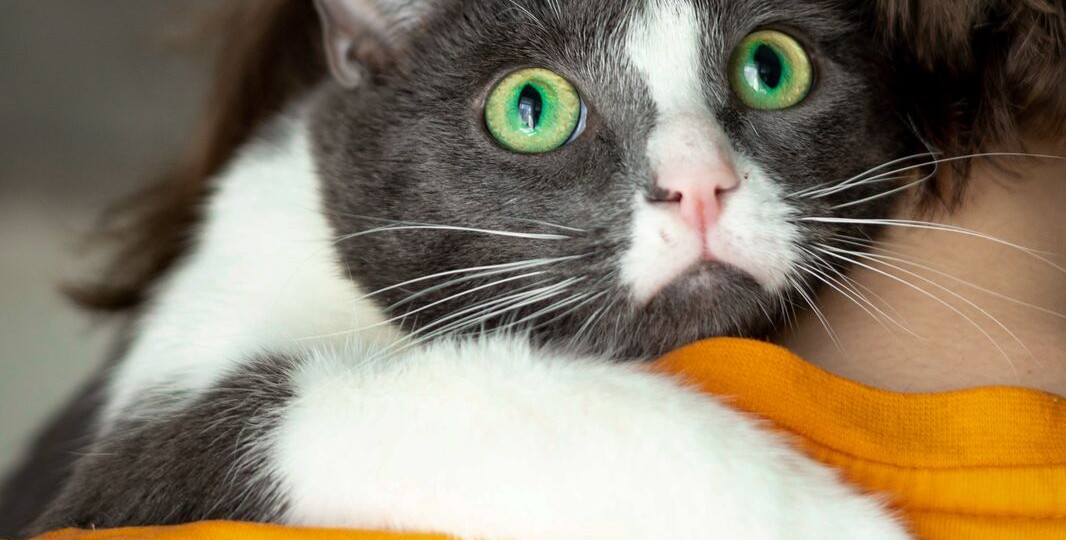 ❗ДОМА❗Потерял пальчик, оторвал краешек ушка и наконец-то оказался в безопасности. Ищем дом и семью спасённому котику Василёчку.