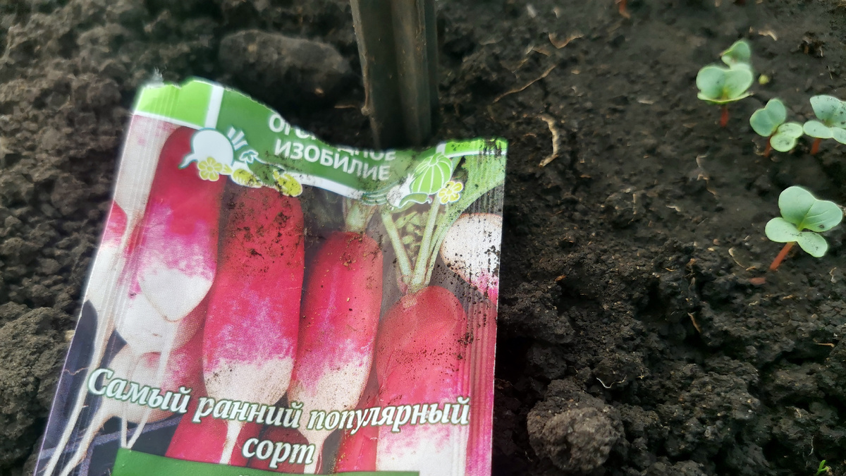 Редиска  в теплице ранний сорт
