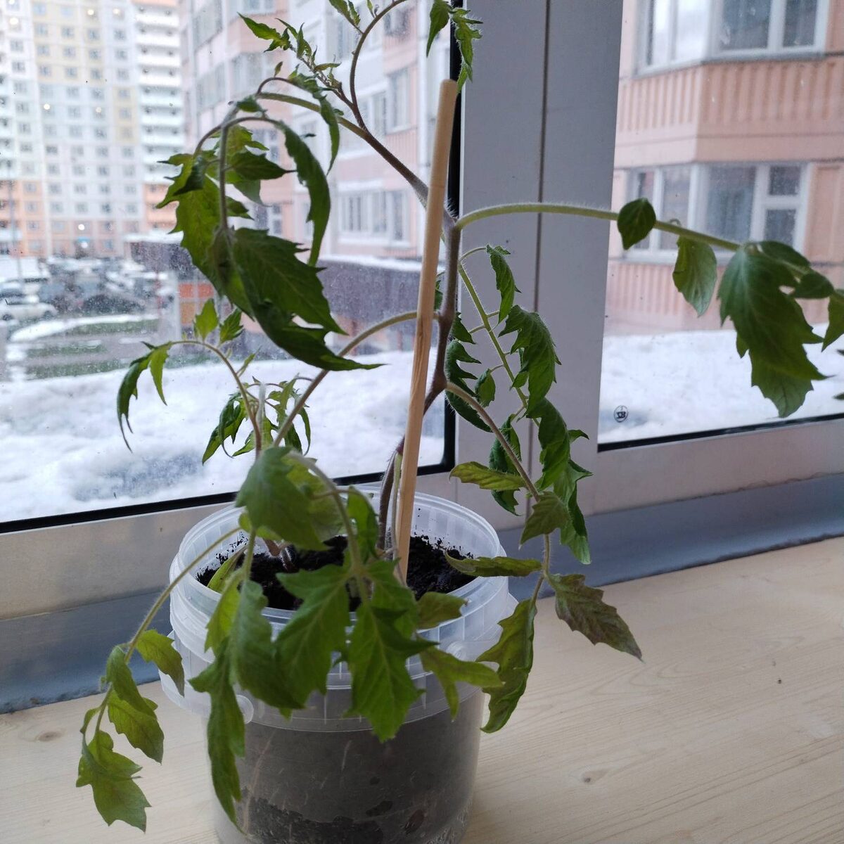 Экстремальный помидор