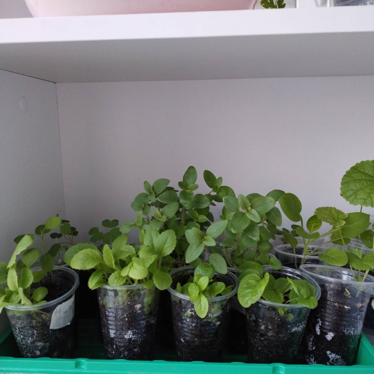 Малая толика цветочной рассады (на балконе в морозы)