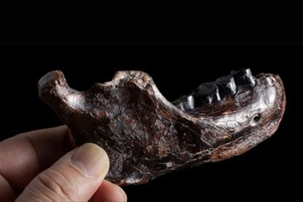     Фото: Chun-Hsiang Chang, Jay Chang