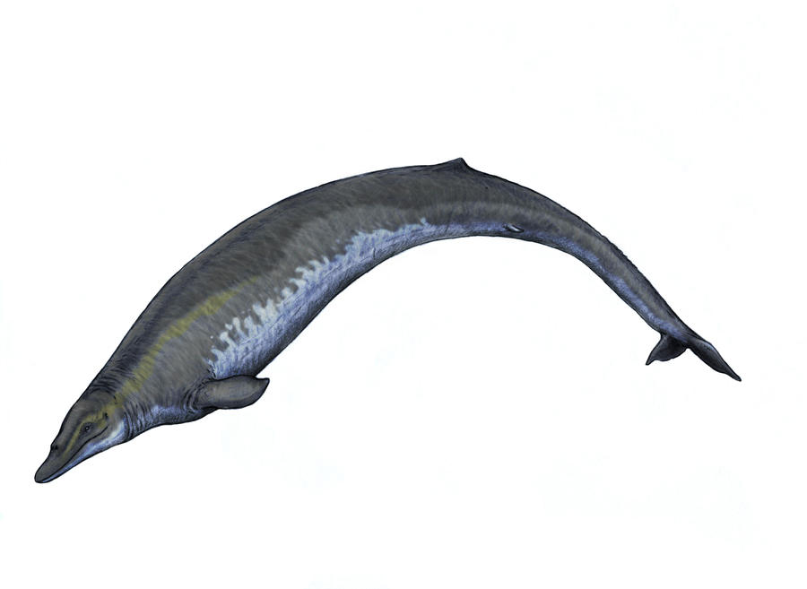 О нет! Кто уронил сосиску в парикмахерской?!