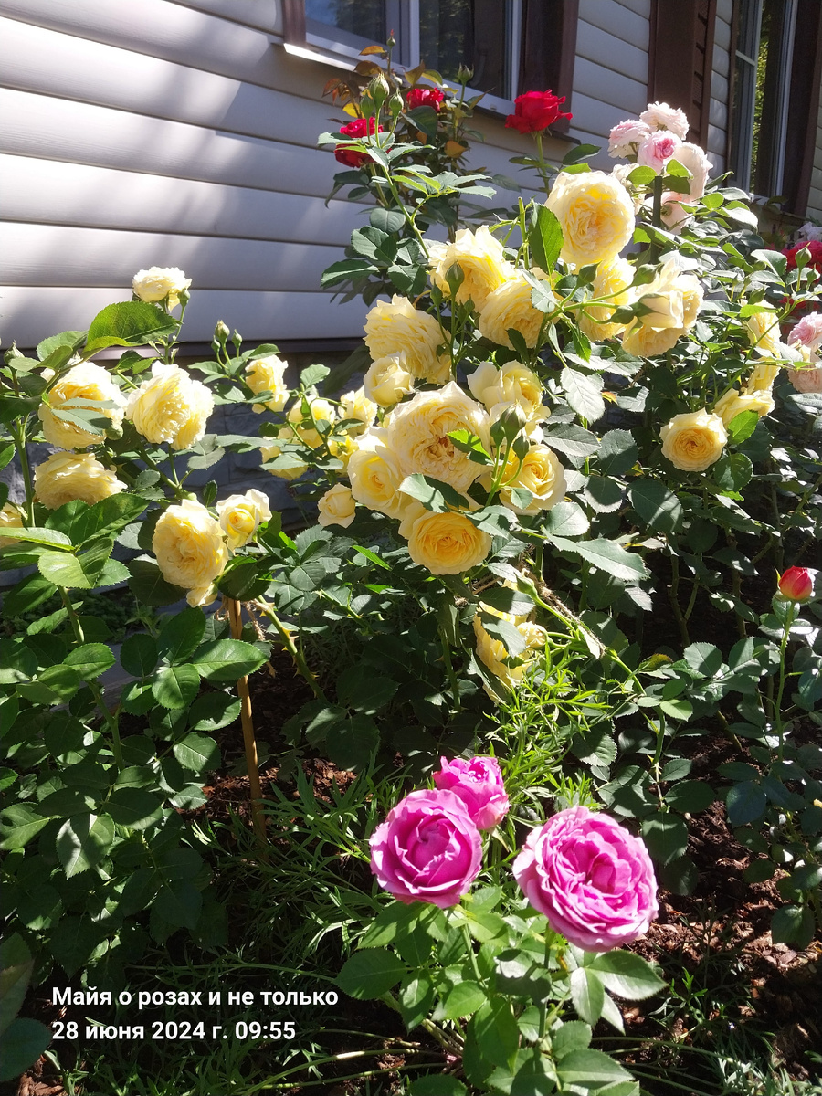 Касто Гомбер 