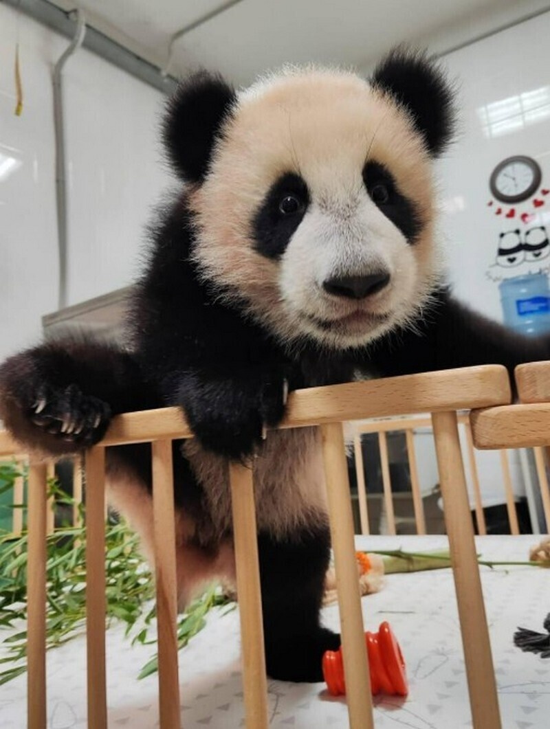    Видео: как маленькая панда играет в догонялки с сотрудником Московского зоопарка