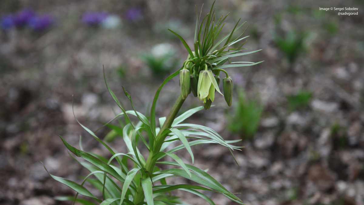 Рябчик Радде (Fritillaria raddeana).