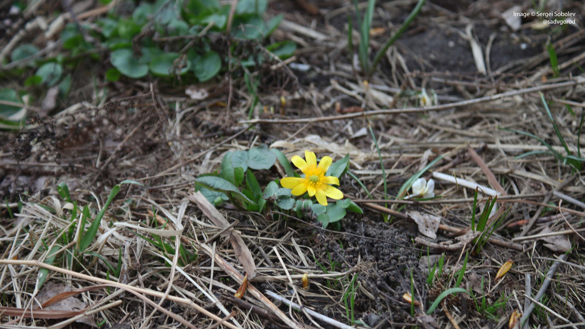 Чистяк весенний (Ficaria verna). 