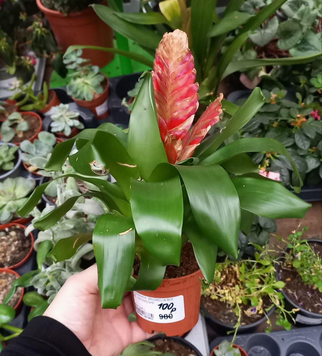 вриезия килеватая. фото автора