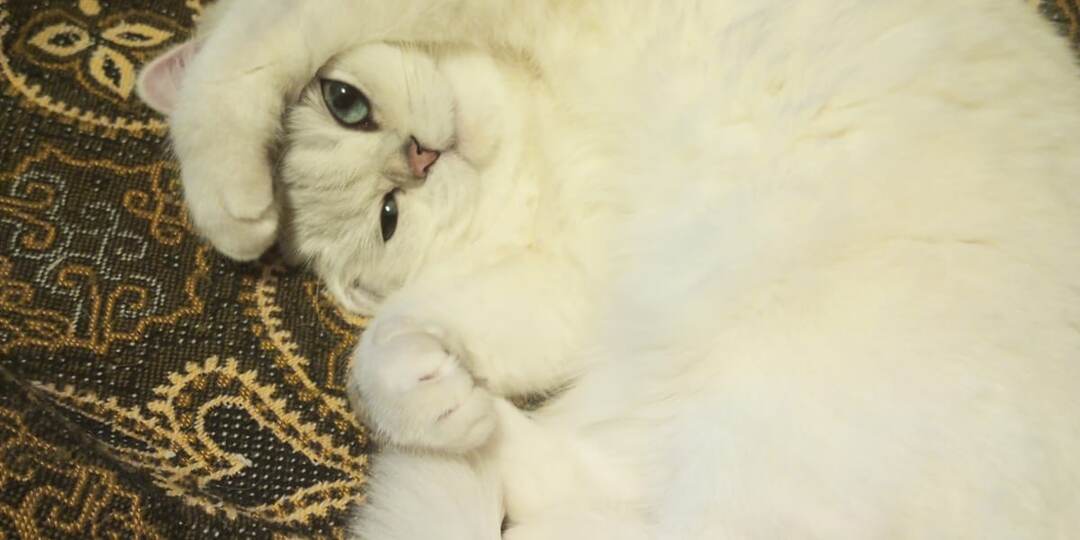 Эту кошку сначала продали, а потом предали