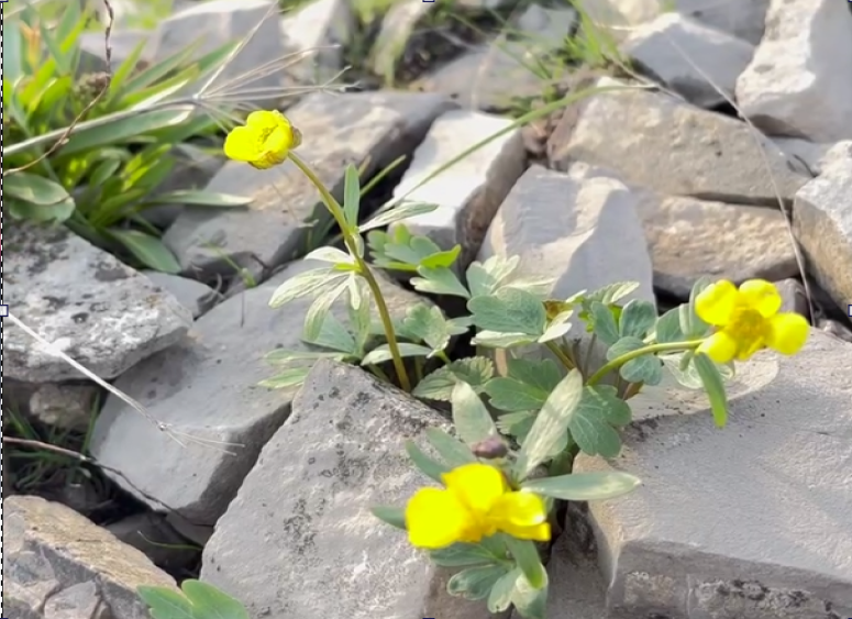    В Оренбургской области распустились первоцветы
