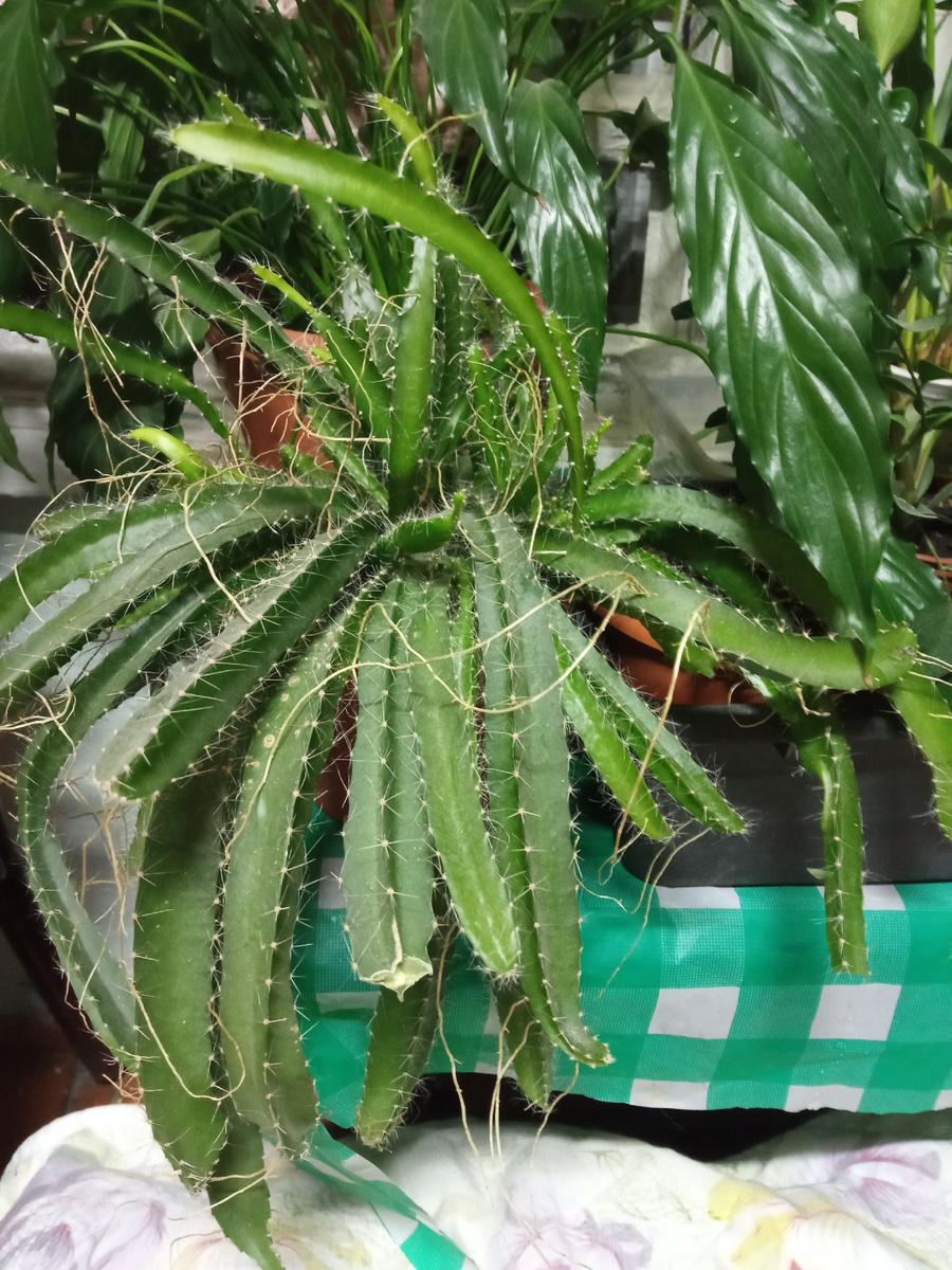 Ужасно колючий. Фото автора