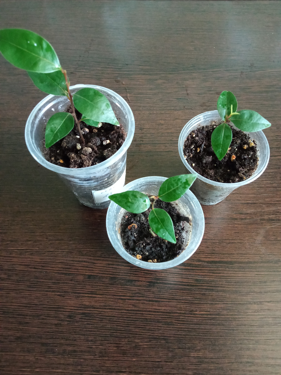 Три лавра на столе. Фото автора