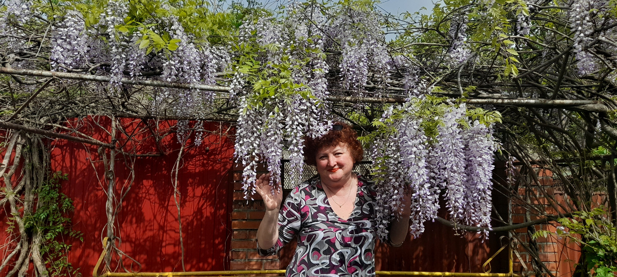 Моя глициния