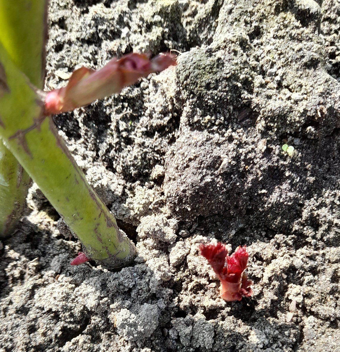 Этот только что вылез. Фото автора 