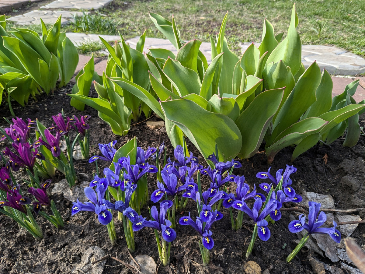 Иридодиктиумы