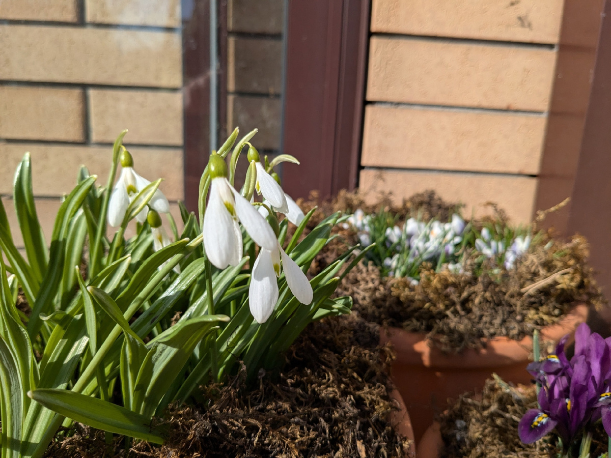 Мечты сбываются - галантусы цветут