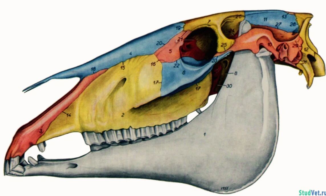 Та самая беззубая часть 