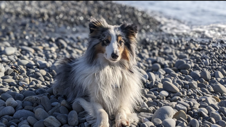 Это фото для запроса в нейросеть))) 