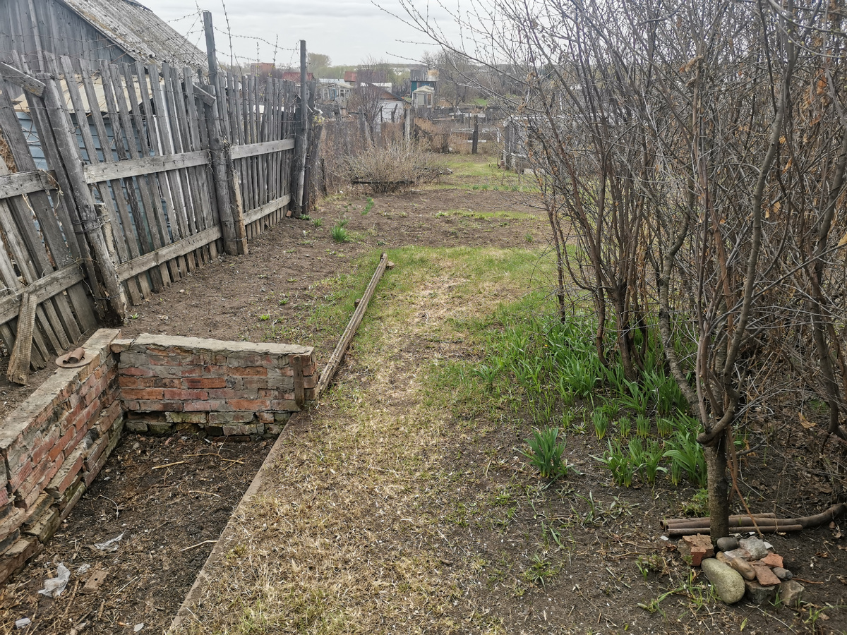 Это фото от 2022 года, здесь кусты вишни именно такие разросшиеся, какими они были до начала этого года. 