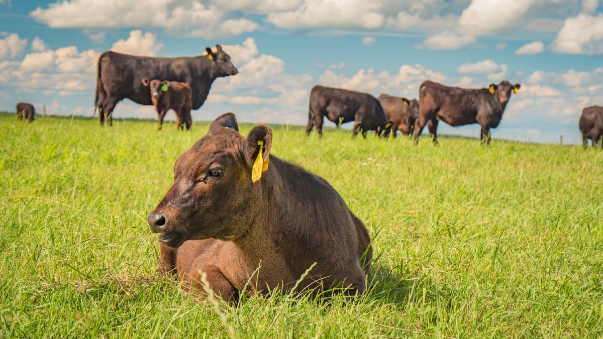 Глядя на жизнь нашего поголовья, так и хочется вспомнить избитое «райское наслаждение»