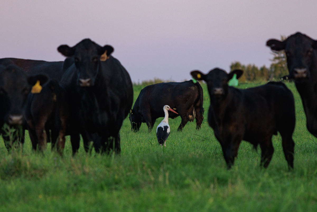 Даже аист не спешит покидать сложившуюся на нашей ферме «Супрягино» (Брянская область) идиллию