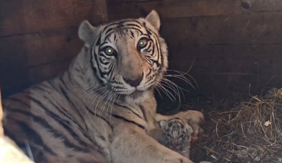    Бенгальские тигрята с матерью в "Лесной сказке". Источник: Барнаульский зоопарк "Лесная сказка"