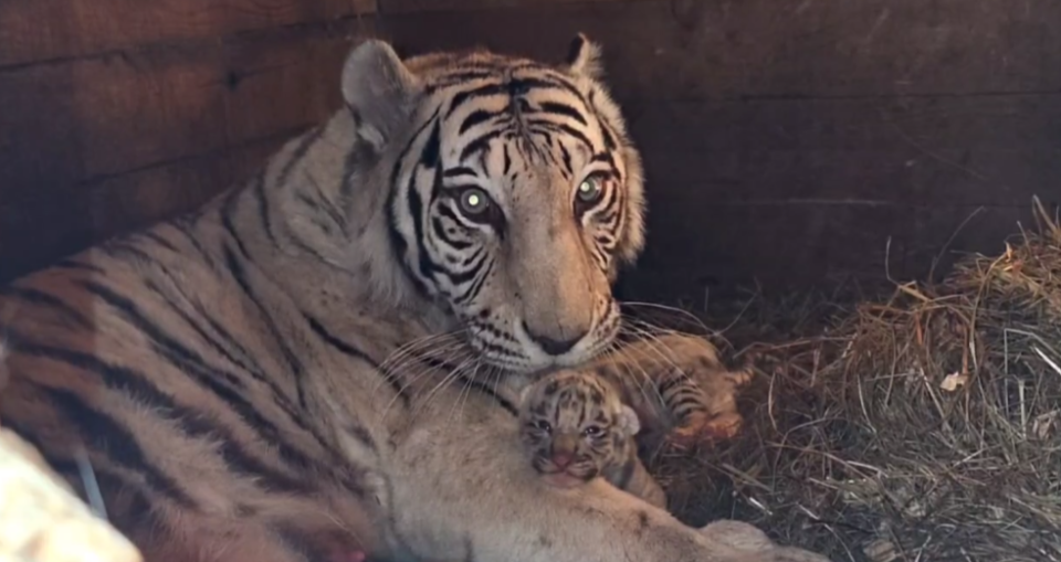    Бенгальские тигрята с матерью в "Лесной сказке". Источник: Барнаульский зоопарк "Лесная сказка"