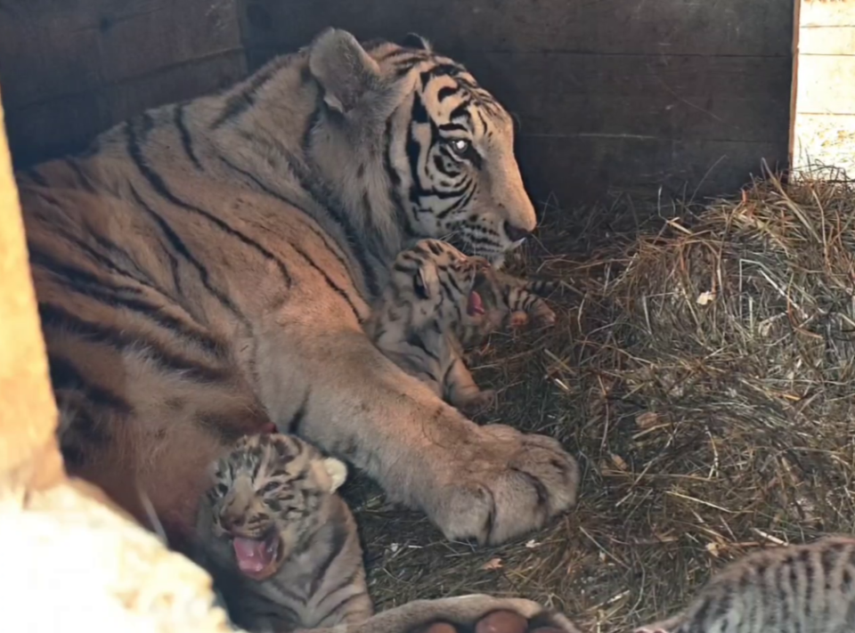    Бенгальские тигрята с матерью в "Лесной сказке". Источник: Барнаульский зоопарк "Лесная сказка"