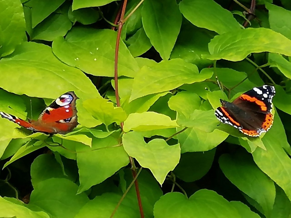 Мои бабочки!